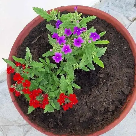 Ianos * Nea Skioni
