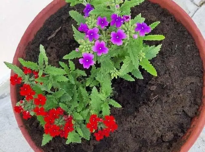 Ianos * 尼尔斯吉尼